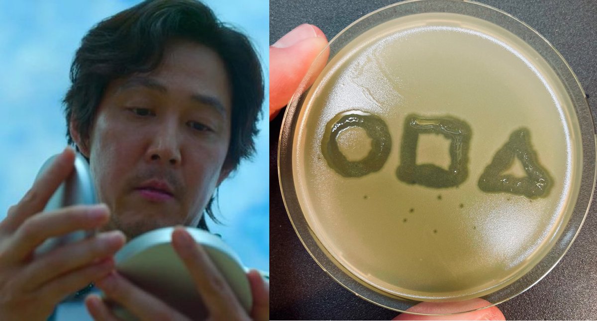 PaulPirnay's tweet photo. What if the Front Man in the #SquidGame was a #Phage researcher?
#WorldPhageWeek #PhageWeek2021 https://t.co/Hi9ZWh1uZR