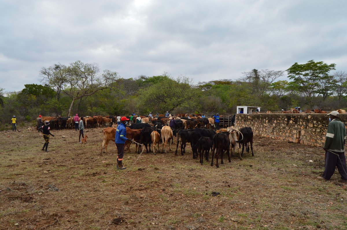 CAREZimbabwe's tweet photo. In 2020, complementing Government of Zimbabwe`s efforts to enhance livestock resilience to diseases, the @ZRBFZIM  #ECRIMS project established a solarized borehole &amp; a 2km water pipeline that now supply water for 1496 cattle to dip fortnightly at Mabwematema diptank in Zvishavane https://t.co/SbohWzs2As