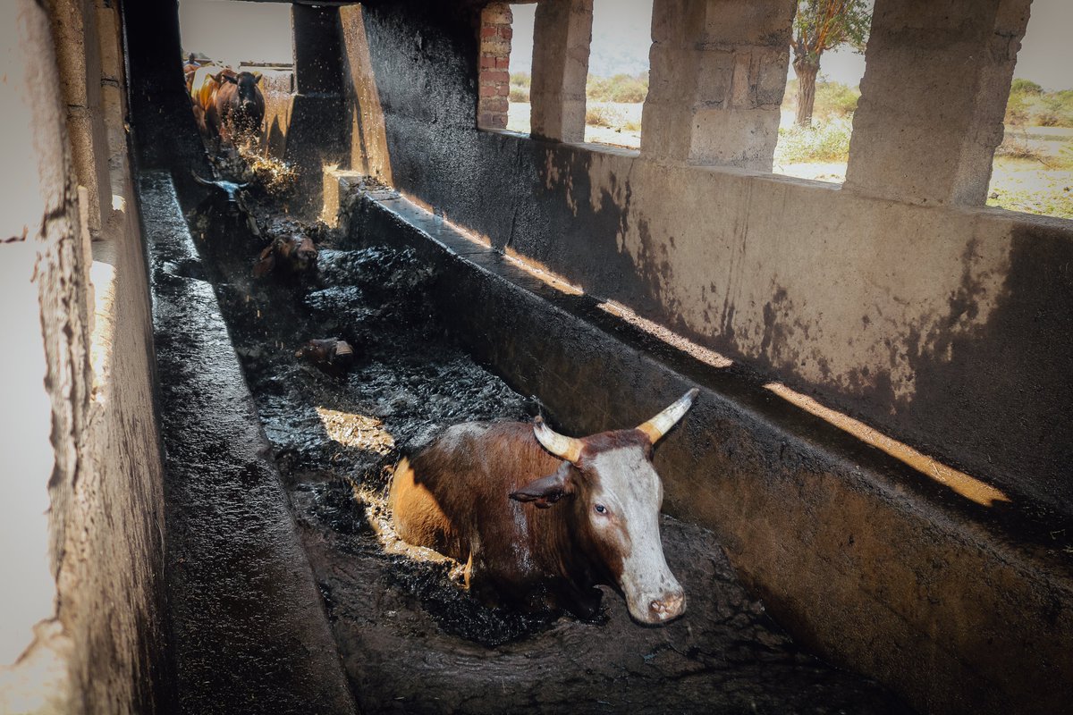 CAREZimbabwe's tweet photo. In 2020, complementing Government of Zimbabwe`s efforts to enhance livestock resilience to diseases, the @ZRBFZIM  #ECRIMS project established a solarized borehole &amp; a 2km water pipeline that now supply water for 1496 cattle to dip fortnightly at Mabwematema diptank in Zvishavane https://t.co/SbohWzs2As