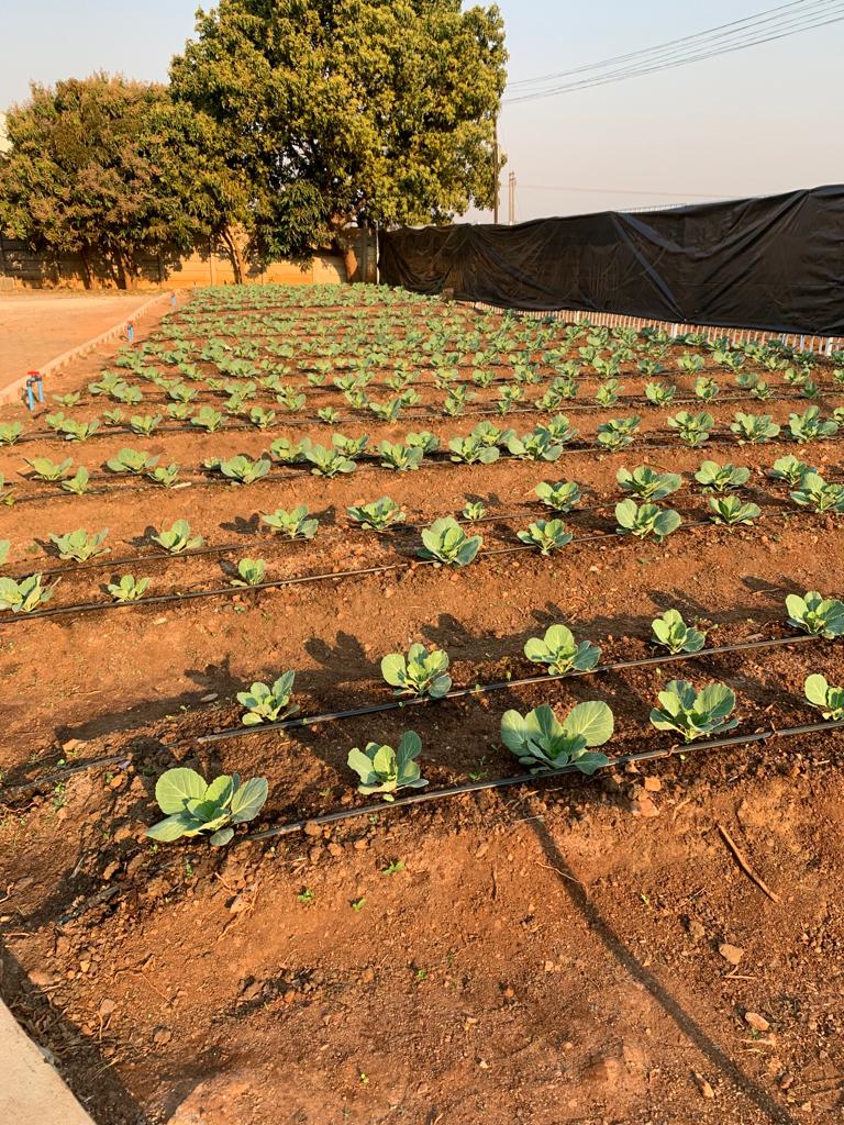 dripsolutionzw's tweet photo. Never underestimate the power of drip irrigation!! It not only maximizes your yield but also saves water!! Visit us today @ 663 Lorraine Drive Bluffhill, Harare or call us on +263 78 239 5484 https://t.co/Hp3wwOn0wn