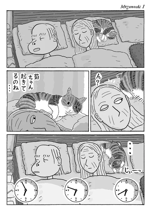 2ページ猫漫画「目覚まし鳴るまで」 #猫の菊ちゃん 