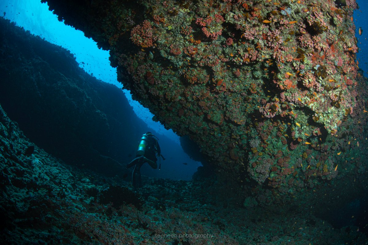 Banana Reef, Amazing to be here abundant with fish life &amp; coral with massive overhangs. This reef has been fighting coral bleaching &amp; industrial developments over the years. Its survival.. a fresh flow of strong currents from the channel between Furanafushi &amp; Farukolhufushi