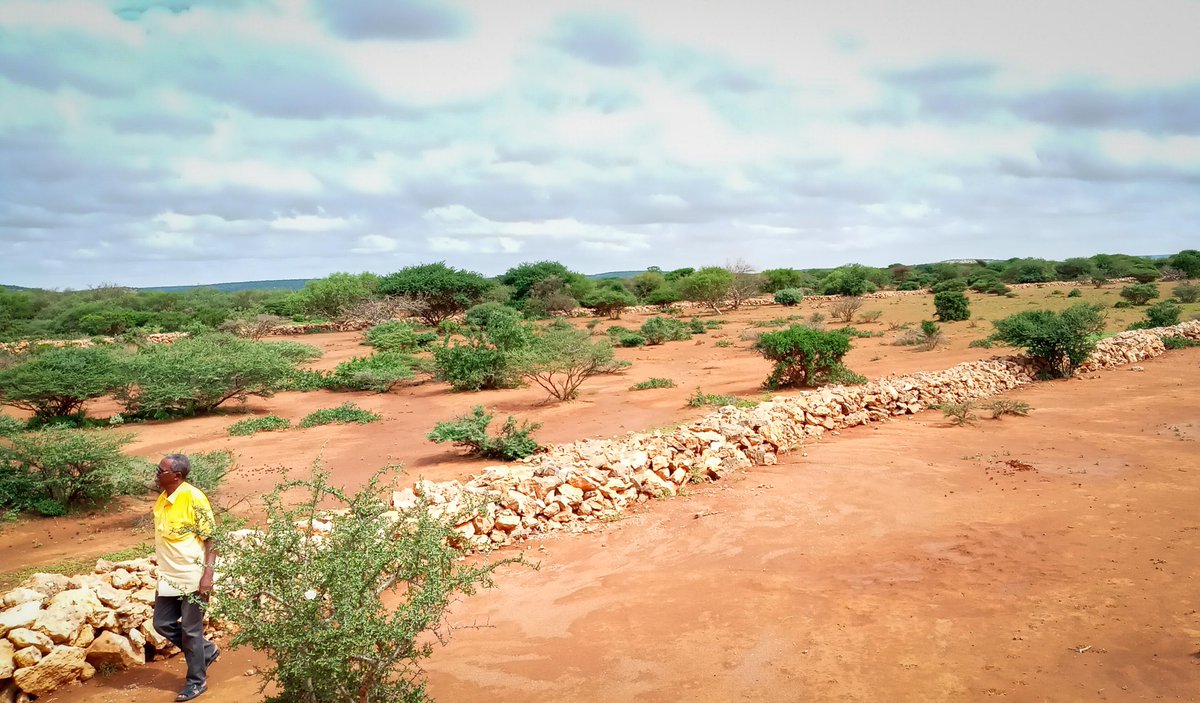 UNDPSomalia's tweet photo. 🌳 This is the line between life and disaster 🌳

Across #Somalia, @UNDP and @theGEF are building walls like this to stop #soil erosion and help famers and herders prosper. 

#COP26 #ClimateAction #SDGs https://t.co/V5Cphcw1ih