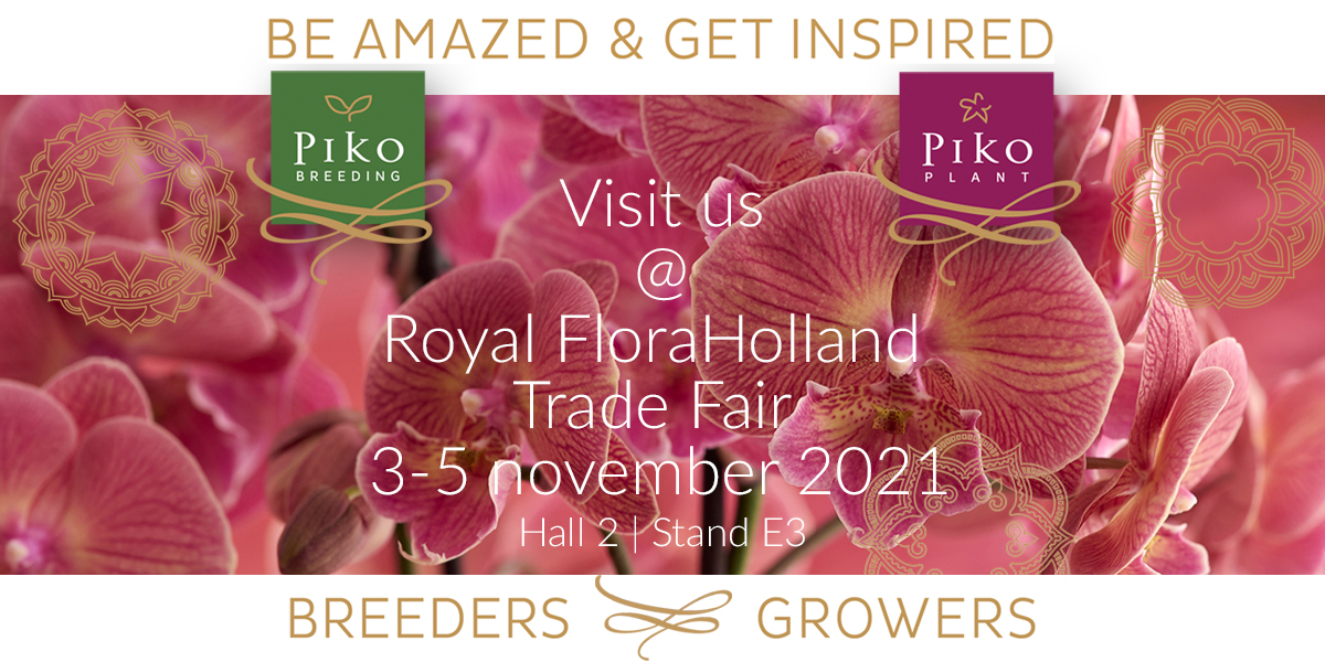 PikoPlant's tweet photo. Admire our stunning collection of #BohemianOrchids, BOHO CHIC and BOHO LOVE and the most exceptional varieties created by our breeding division #PikoBreeding @RFHTradeFair 3-5 november 2021: hall 2, stand E3. Please register here: https://t.co/Rf7mbewMle https://t.co/pEqmj2VCHn