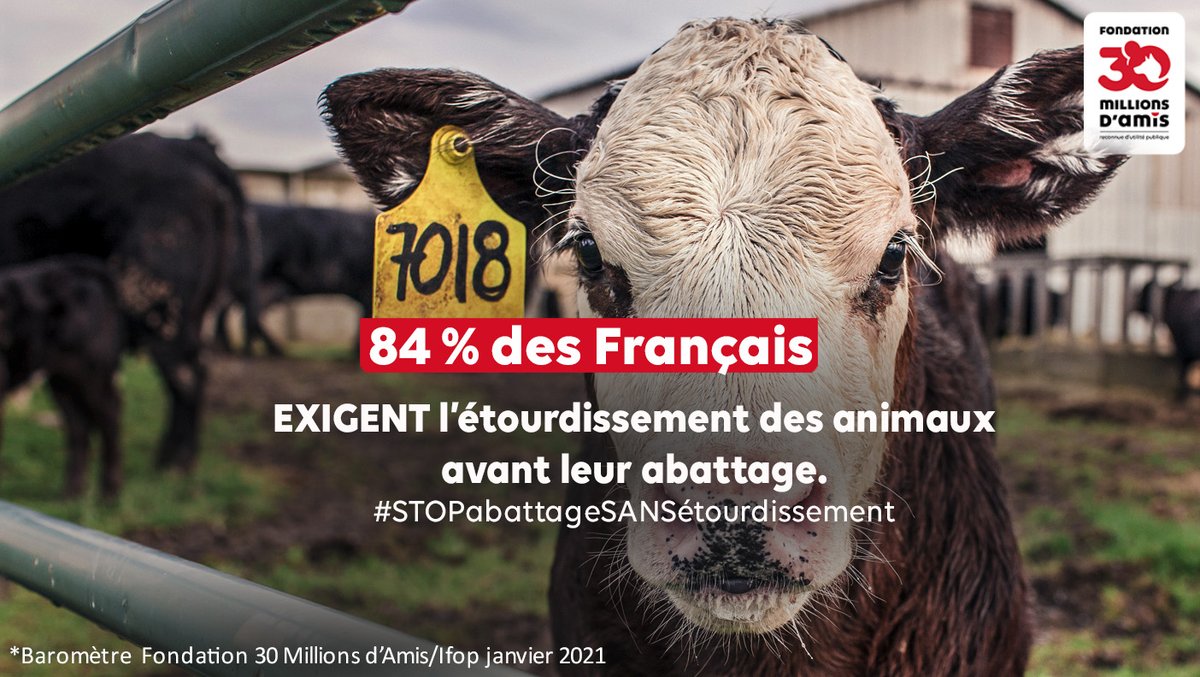 + de 8⃣ Français sur🔟réclament la généralisation de l’étourdissement de TOUS les animaux avant leur abattage, sans exception aucune ! 
[Baromètre @IfopOpinion / #30millionsdamis - 2021] #stopabattageSANSétourdissement