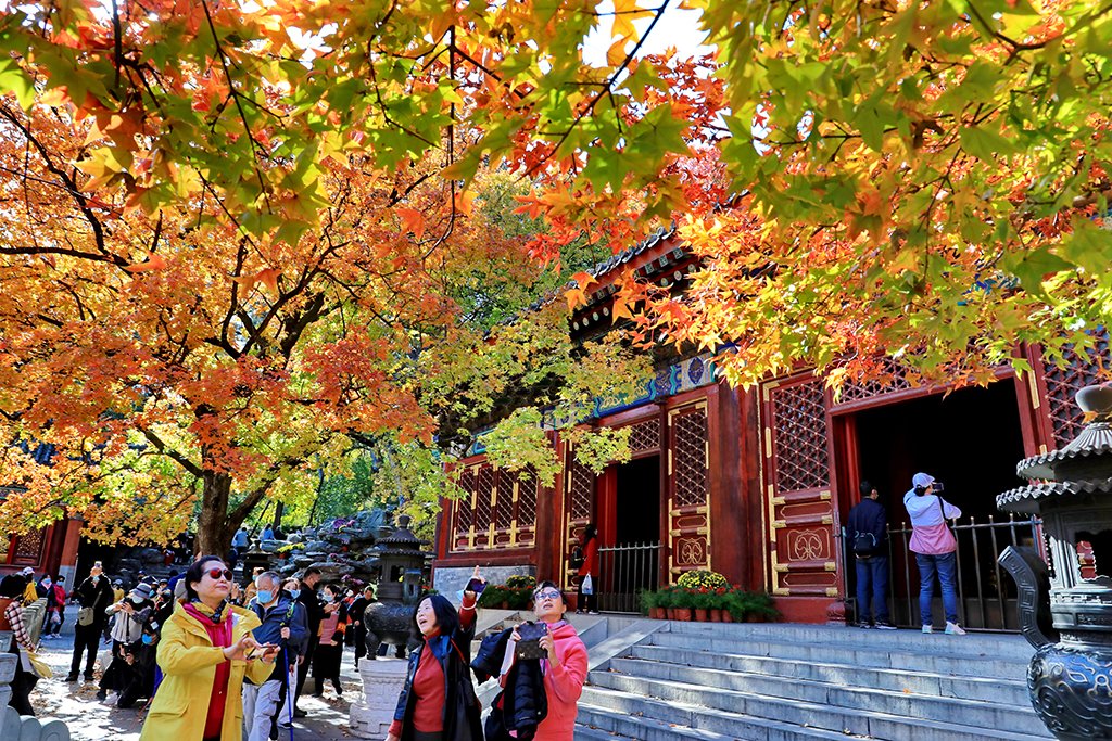 BoundforChina's tweet photo. 📢Calling all mountaineering enthusiasts in #Beijing! It’s time to climb the #FragrantHills to admire a wide range of red leaves and have a fantastic view of colorful forests on the top of the mountain! 🤩🤩 https://t.co/rs5qvdrvxH