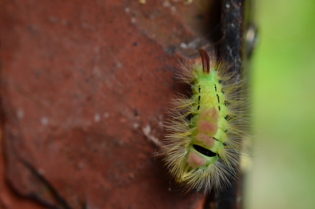 Garden_Notes's tweet image. Üble Plackerei und tierisches Leben im Wilden Garten: wildgardening.de  #Garten #Bambus