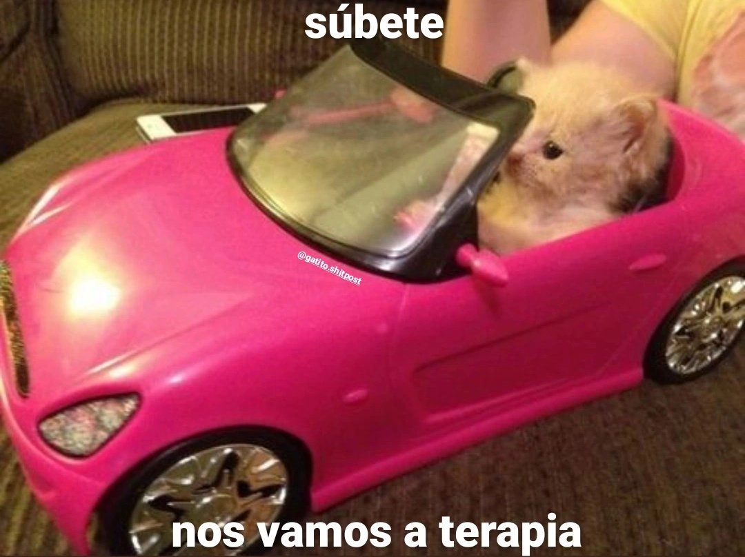 gatitos shitposting (@gatito_shitpost) on Twitter photo 