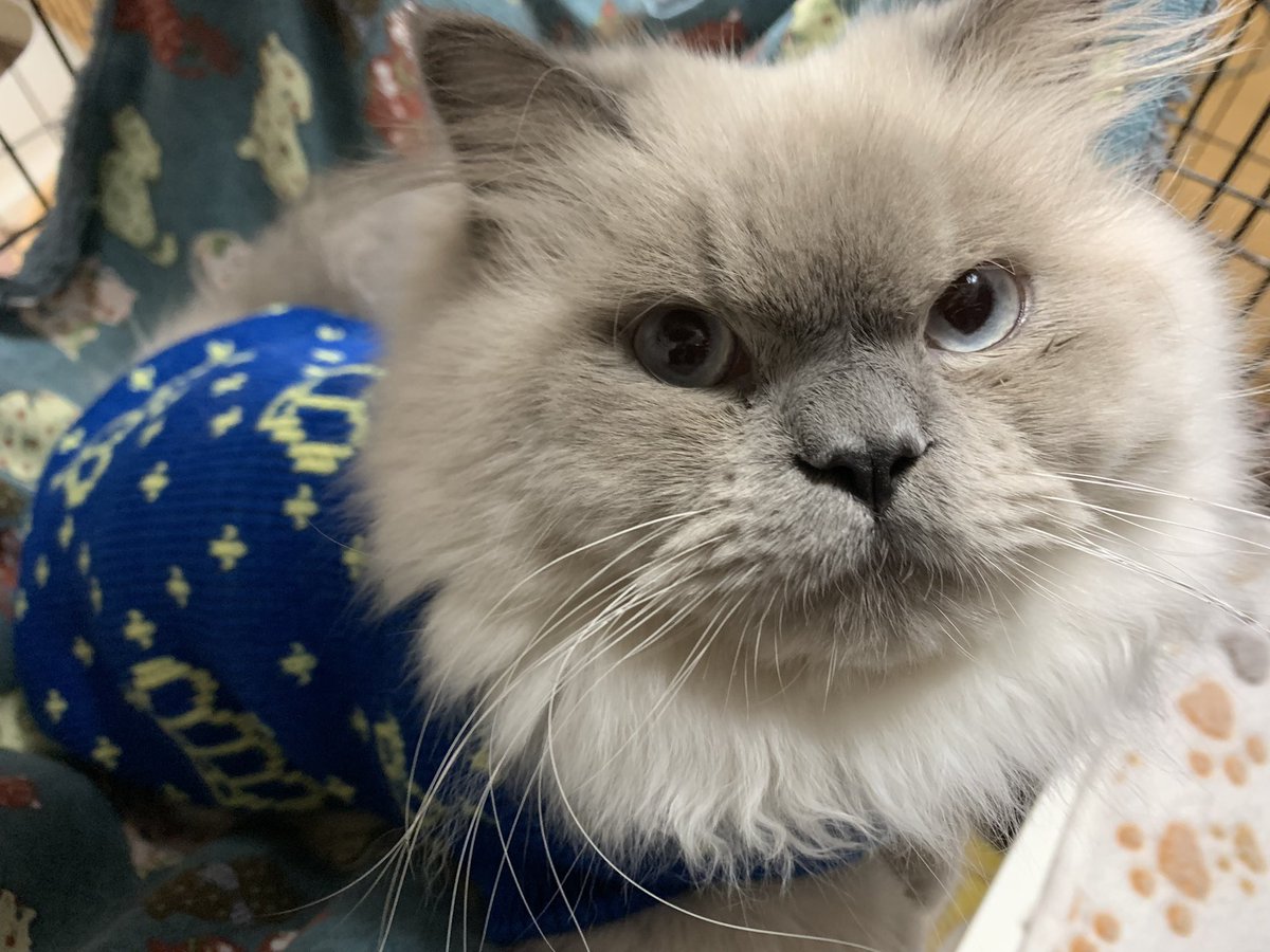 経過観察42日目🌱𓂃 𓈒𓏸

寒くなったので🍃彡
初めてのニットを着てみました😸✨

これで少しは暖かいかなぁ😌🔆

#経過観察 #ヒマラヤン  #ニット #猫のいる暮らし