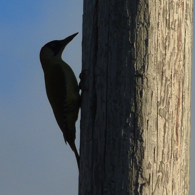 OareMarshes's tweet photo. (Click for full pics) Some nice stuff on testerdays meander. #ShaggyInkCap #GWpecker 'hammering' a telegraph pole a #Slowworm firsy in a while. Big flocks of #Linnet #Goldfinch and #Mippit. In 4hrs saw two ppl, no animals running amok. Bliss!! https://t.co/OBYxYCHsLH