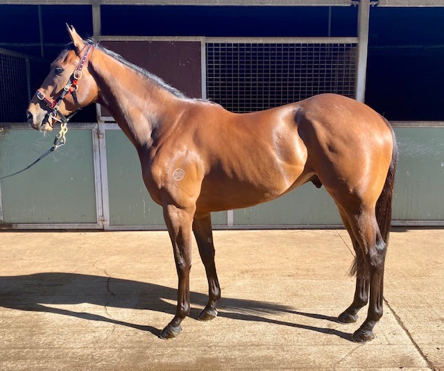 WoolhouseTB's tweet photo. Woolhouse Thoroughbreds are happy to have purchased the lightly raced three-year-old gelding Hettinger (NZ). This son of I Am Invincible will arrive at the @Leesracing stable later this week and we look forward to him hitting the track in the near future! https://t.co/DP86685RmN