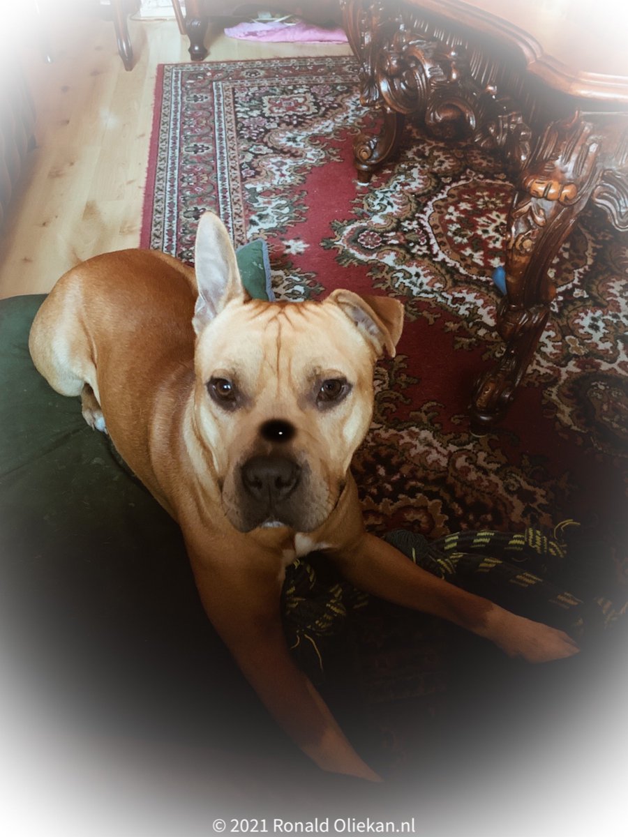 roliekan's tweet photo. Gemaakt met https://t.co/kmLggNF2MA https://t.co/JqvtngXXTR