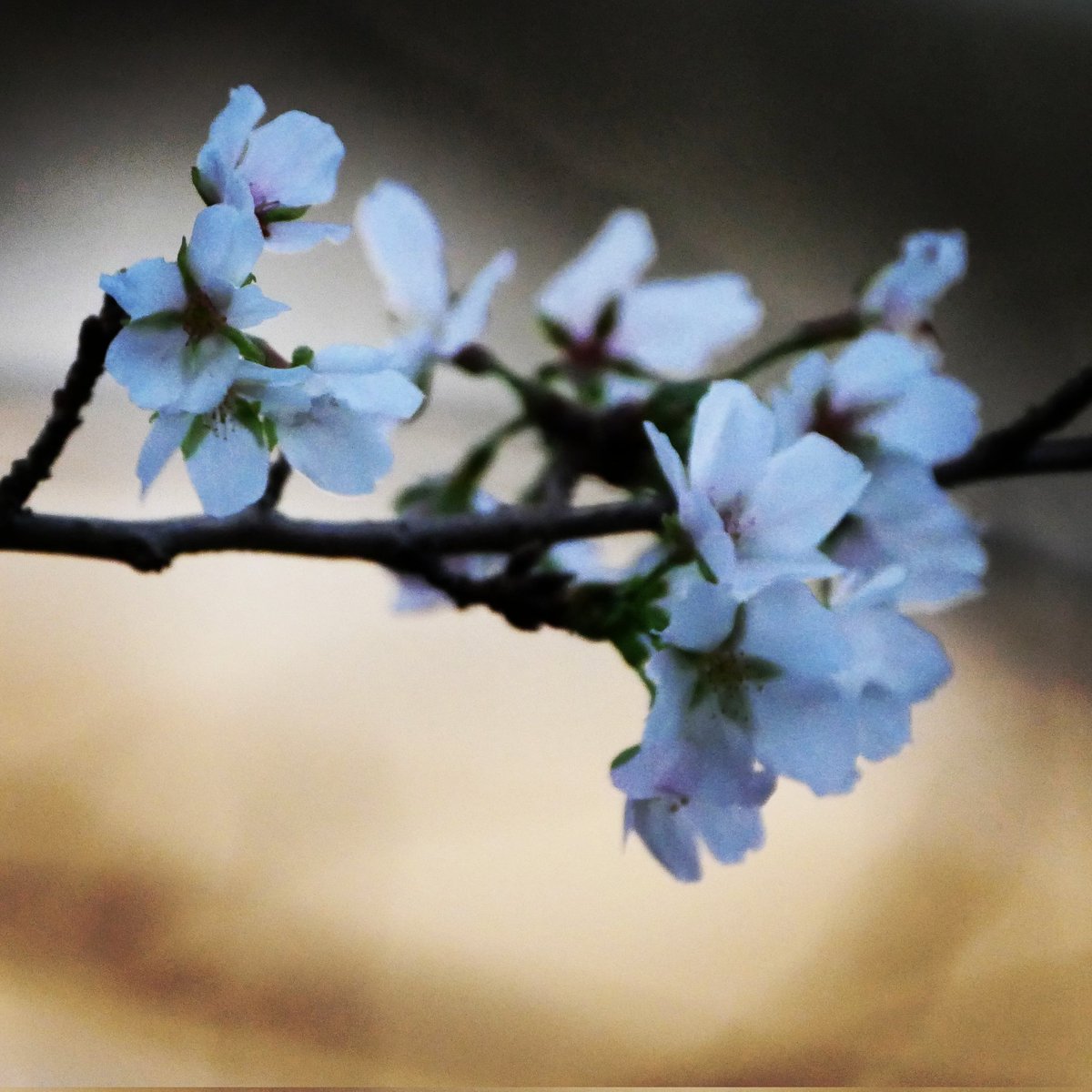 曲名の一部をもやしにすると弱い Cocotbodol