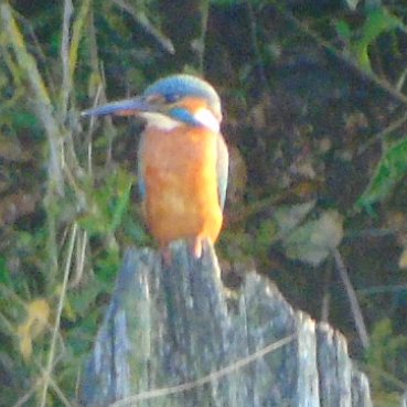 OareMarshes's tweet photo. Finally got a couple of shots of female #Kingfisher yesterday and a lone #CommonSand https://t.co/CllexABech