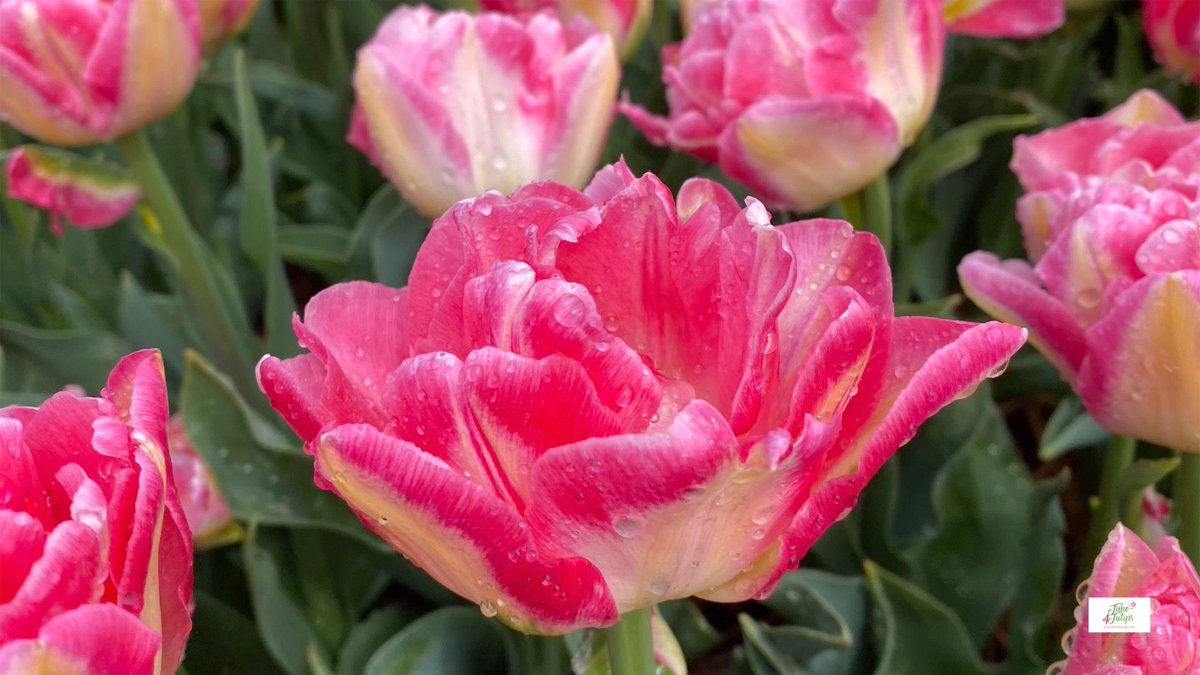 This pink beauty is Dutch Delight, with her candy pink color she can really light up the day. 
#time4tulips #flowersmakemehappy #flowerinspiration #floweroftheday #tulpen #gardening #flowerphotography