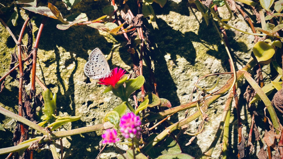 AcchinBu's tweet photo. チョウチョがお密飲んでる。
#写真 #花 #蝶 #キリトリセカイ https://t.co/FNouSxb5pE