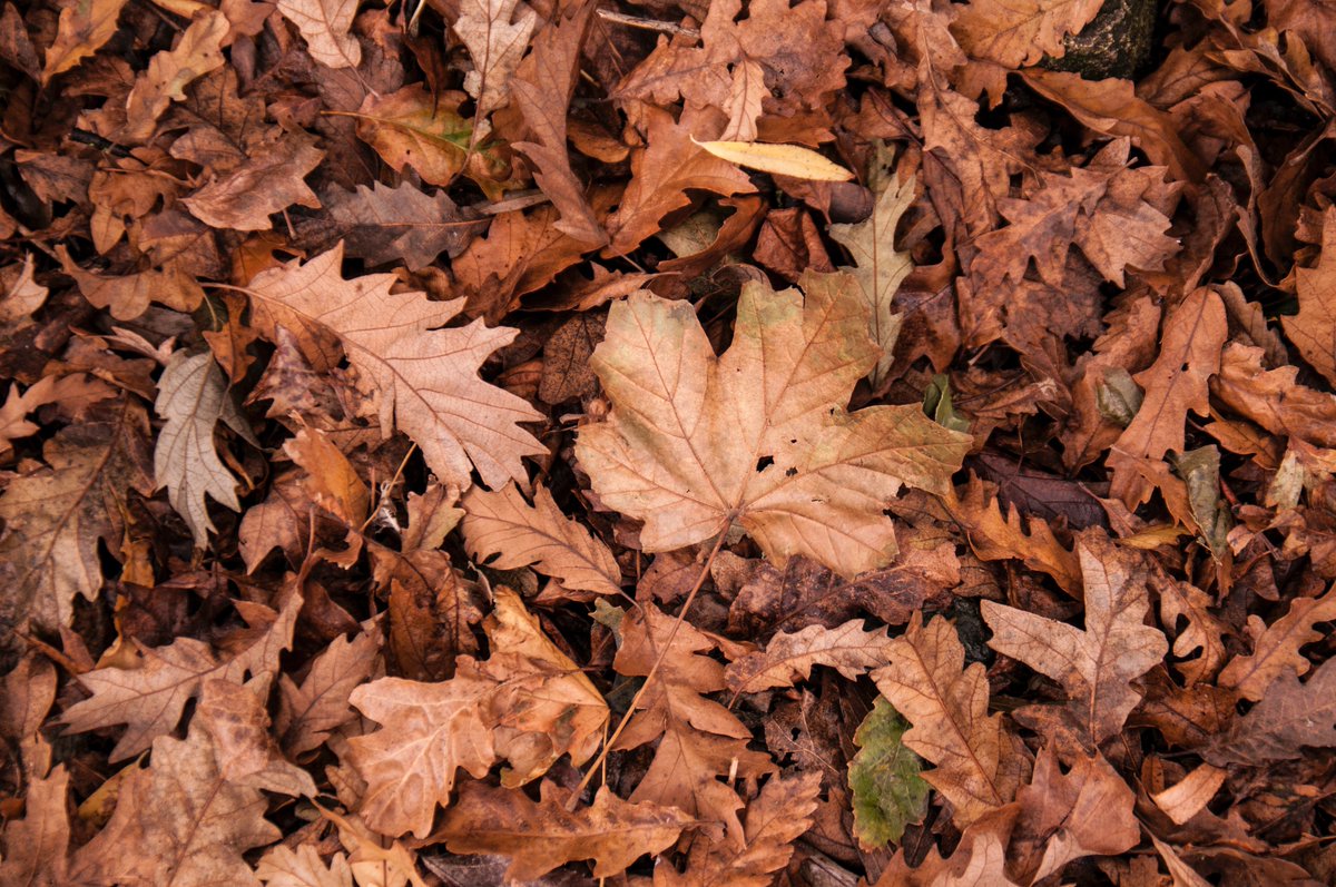 Are you are tidying up the #garden or #allotment this #autumn 🍂? It’s a great opportunity to use materials like leaves and sticks to make sure there are plenty of homes for #amphibians and #reptiles! Find some ideas on our website 👇 ow.ly/6wix50GyaEs