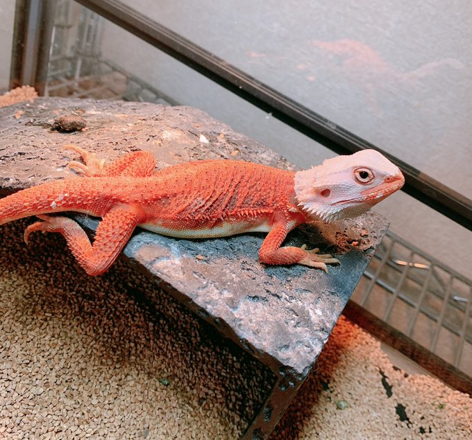 ハロウィンは4日後だよ?👻 