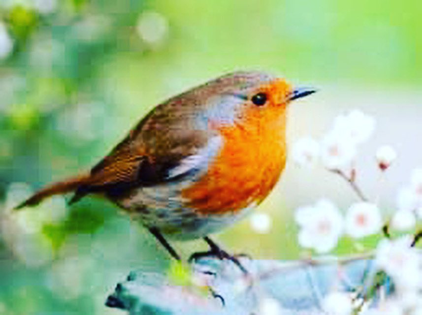 We lost one of our long term clients yesterday, very sad, he was with us in the old building and came with us to the new centre in 2014. A character, a rogue and a heart of gold. We will remember you with fondness. Ar Dheis Dé go raibh a Anam dìlis