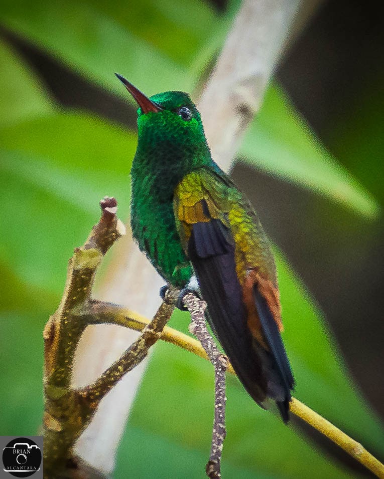 bri_alcan's tweet photo. #backyardchronicles #copperrumpedhummingbird #wildlifephotography #naturephotographer #BirdsSeenIn2021 https://t.co/GE75Xq10DB