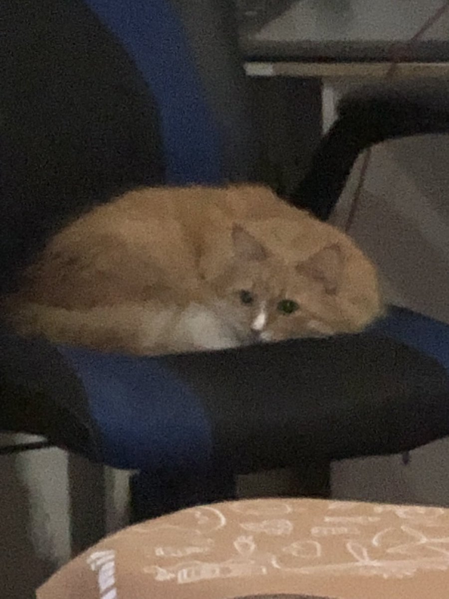 ScreamingSassy's tweet image. oh to be on dade's chair again