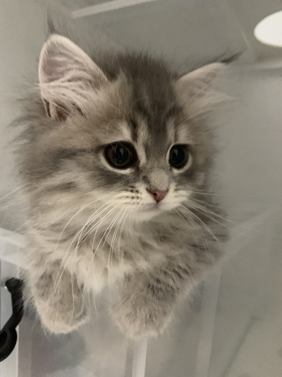 サイベリアン子猫予約販売 mofutto on X: 