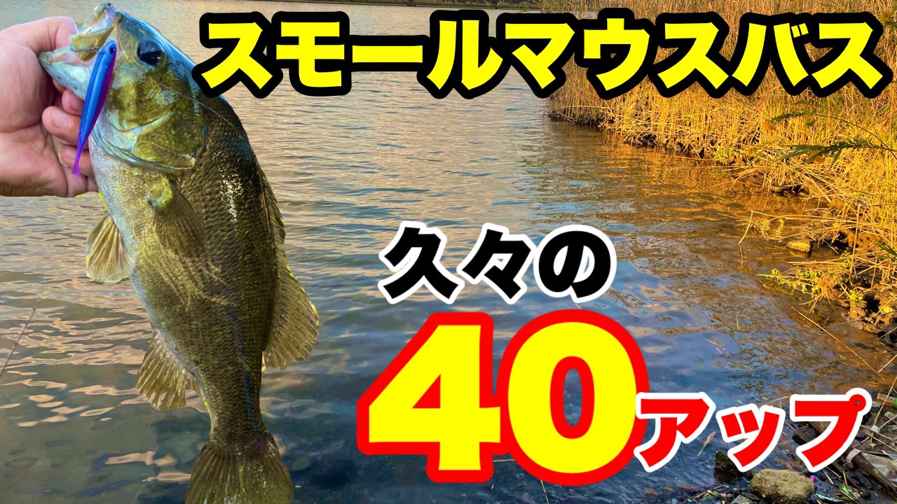 たけやん釣り物語 やっと釣れました 40アップのスモールでした 今回はゲストさんとバス釣り 楽しい釣行でした スモールマウスバス 川バスおかっぱり 回遊狙いで40 アップ捕獲 T Co 1vdrooxnnc バス釣り スモールマウスバス 中川釣り