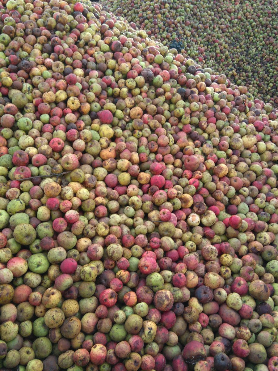 Fundacioncardin's tweet photo. #Villaviciosa entera huele a 🍎 , si no nos creéis , venid a visitarnos y comprobadlo . Época de #pañar y #mayar , época de #SidraDulce y #castañes 🌰 ¡Qué guapo el #Otoño ! #Seronda en #Asturies @Comarcasidra @TurVillaviciosa @TurismoAsturias @Culturagijon @turismoxelnorte https://t.co/SKnxvMTKY9