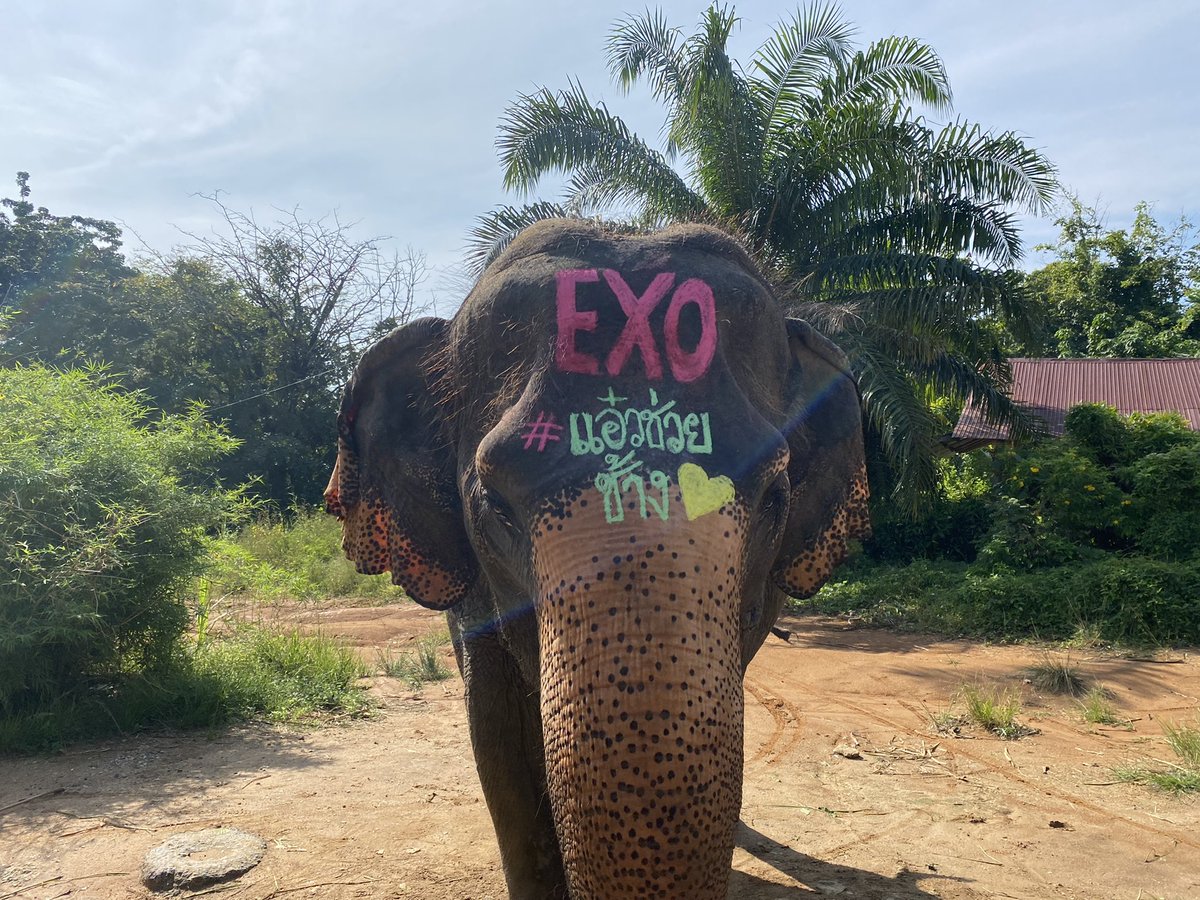 saengdawstory's tweet image. ขอบคุณ #แอ๋วช่วยช้าง มากๆนะคะที่เมตตาครอบครัวยายแสงดาวช่วยช้างตกงานที่ภูเก็ต2เชือก ขอให้แอ๋วสุขภาพร่างกายแข็งแรง ร่ำๆรวยๆสมหวังทุกสิ่งนะคะ ขอให้exoมีงานปังๆ คัมแบล็คเร็วๆนะคะ🙏🙏 ขอบคุณค่ะ #แอ๋วช่วยช้าง #EXO #ช้างตกงาน #วิกฤติช้างไทย #แสงดาวStory