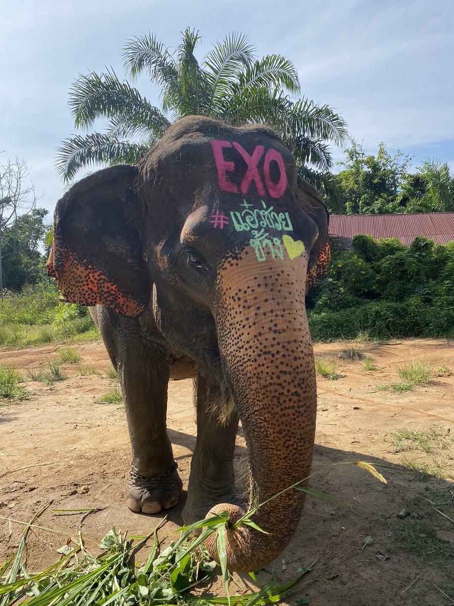 saengdawstory's tweet image. ขอบคุณ #แอ๋วช่วยช้าง มากๆนะคะที่เมตตาครอบครัวยายแสงดาวช่วยช้างตกงานที่ภูเก็ต2เชือก ขอให้แอ๋วสุขภาพร่างกายแข็งแรง ร่ำๆรวยๆสมหวังทุกสิ่งนะคะ ขอให้exoมีงานปังๆ คัมแบล็คเร็วๆนะคะ🙏🙏 ขอบคุณค่ะ #แอ๋วช่วยช้าง #EXO #ช้างตกงาน #วิกฤติช้างไทย #แสงดาวStory