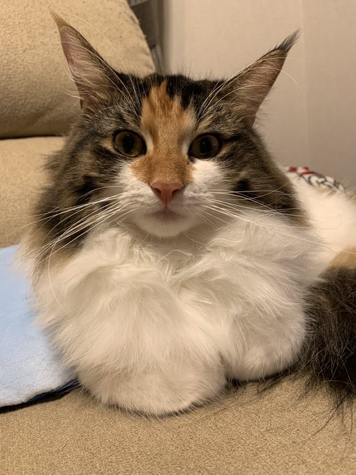 うう…この…香箱座りの隙間に…うう… 