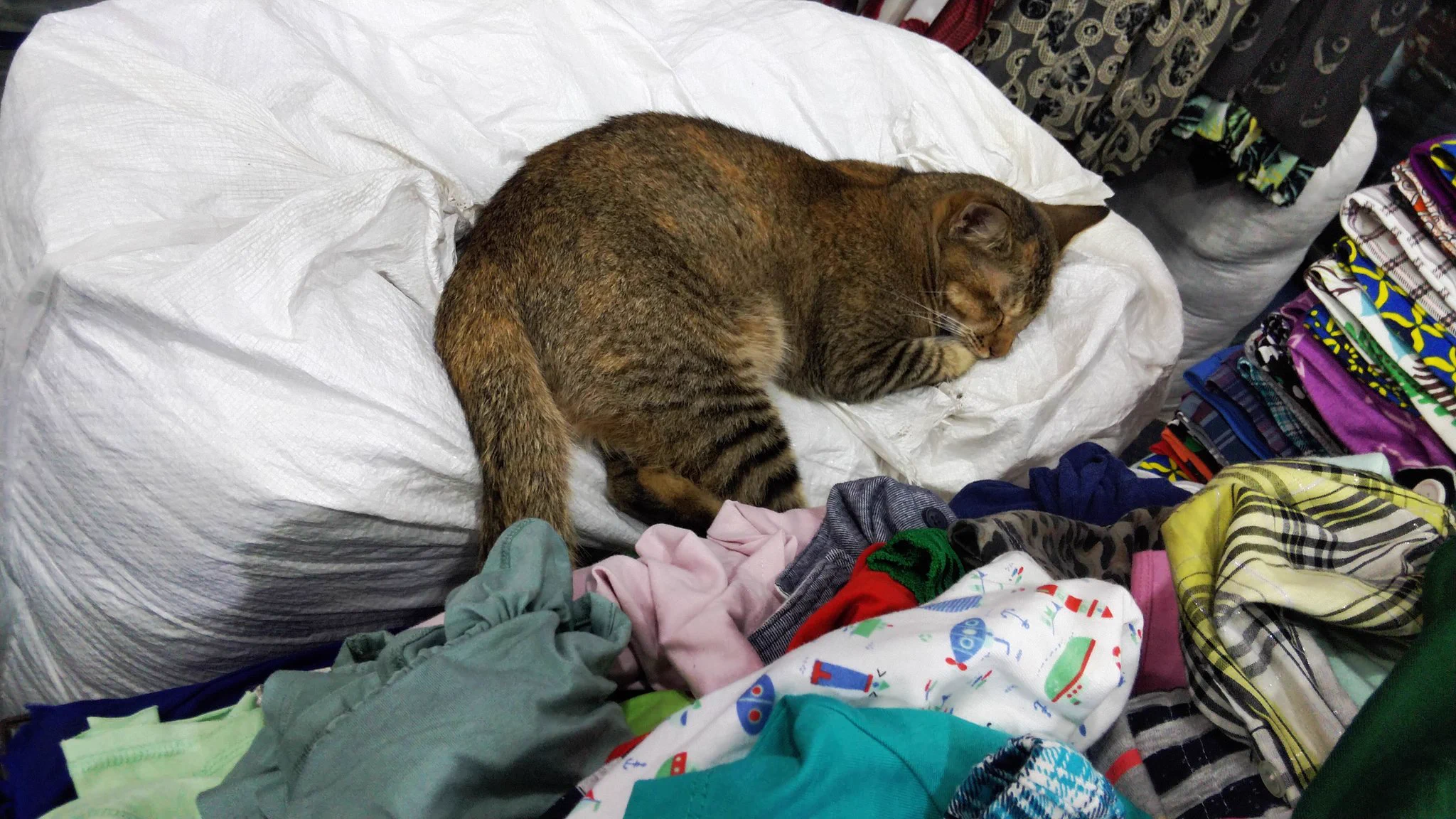 インド・バンガロールの服屋にいた猫様  