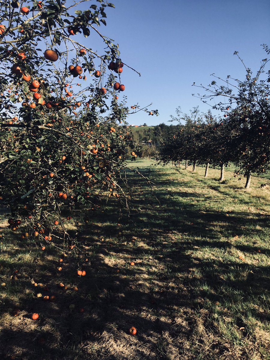 EMBrutnature's tweet photo. Campaña 2021 finalizamos con la variedad #Xuanina comenzamos con #Raxao 🍏🍎 cosecha propia @sidradeasturias @copaeasturias 🍏🍎#cider #Terroir #CosechaPropia 😍#Pomaradas #applecider #appelcider #homegrown #Asturias #villaciviosa https://t.co/s4P5fIdi4U