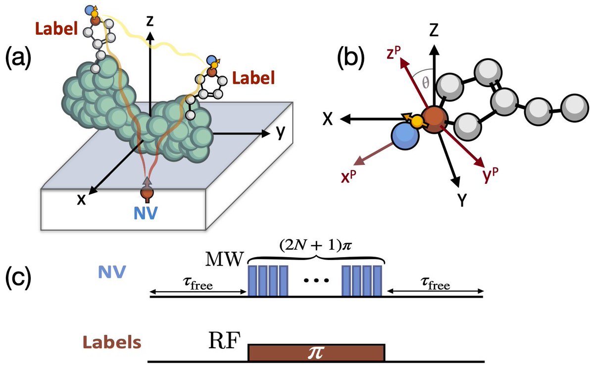 Jorge Casanova (@jorgecasanovam2) on Twitter photo New preprint out!
arxiv.org/abs/2110.14255
Detection of single molecule transitions with NVs at room temperature. Thanks to our friends from Ulm <a href="/qubit_ulm/">Ulm's Institute of Theoretical Physics</a> for the great collaboration. <a href="/JavaloyCarlos/">Carlos Munuera Javaloy</a> @RPu3bla. <a href="/Ikerbasque/">Ikerbasque</a> <a href="/ryc_upvehu/">Ramón y Cajal @ UPV/EHU</a>. New preprint out!
arxiv.org/abs/2110.14255
Detection of single molecule transitions with NVs at room temperature. Thanks to our friends from Ulm <a href="/qubit_ulm/">Ulm's Institute of Theoretical Physics</a> for the great collaboration. <a href="/JavaloyCarlos/">Carlos Munuera Javaloy</a> @RPu3bla. <a href="/Ikerbasque/">Ikerbasque</a> <a href="/ryc_upvehu/">Ramón y Cajal @ UPV/EHU</a>.