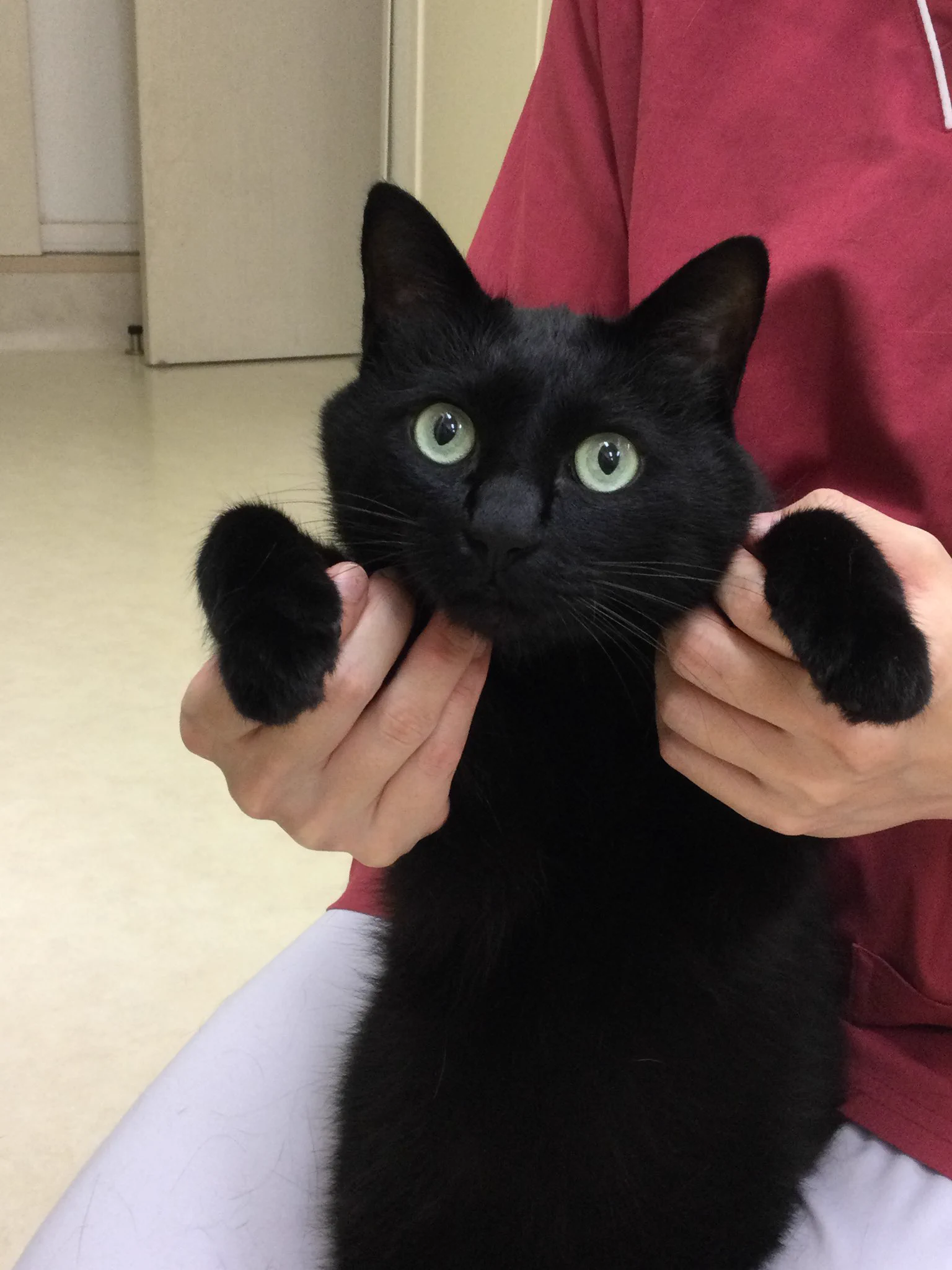【黒猫のオス/6さい】里親になってくれる方募集中です！