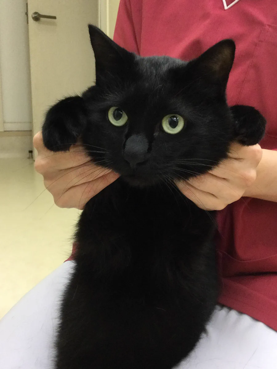 【黒猫のオス/6さい】里親になってくれる方募集中です！
