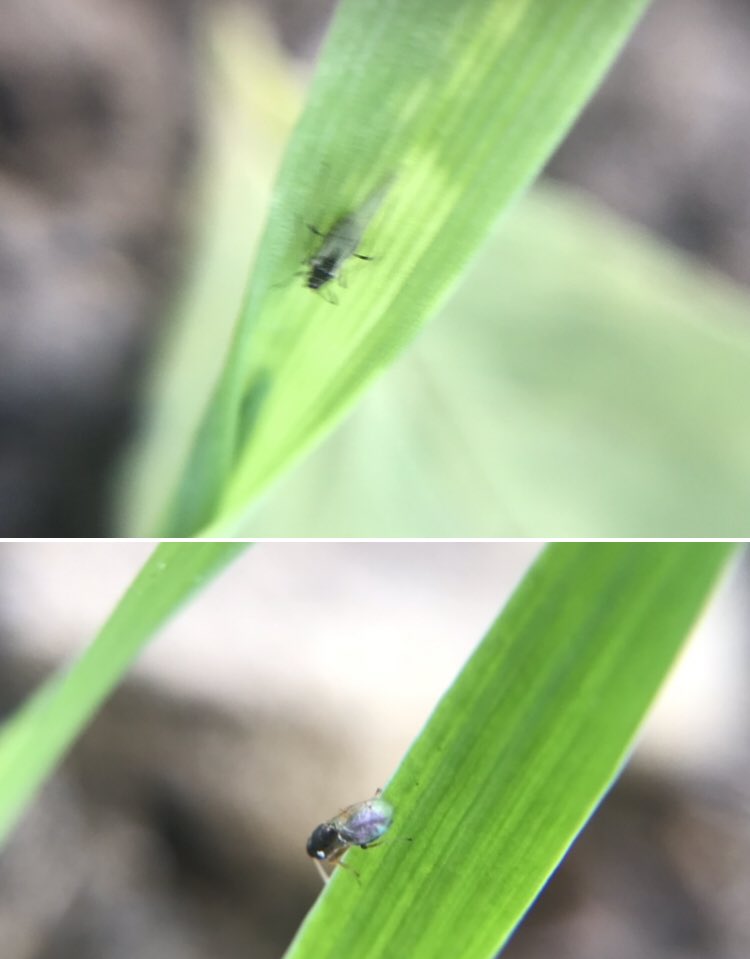 Game of hide and seek!
Seeing high aphid numbers but also came across this beauty at the bottom of the image (parasitic wasp)