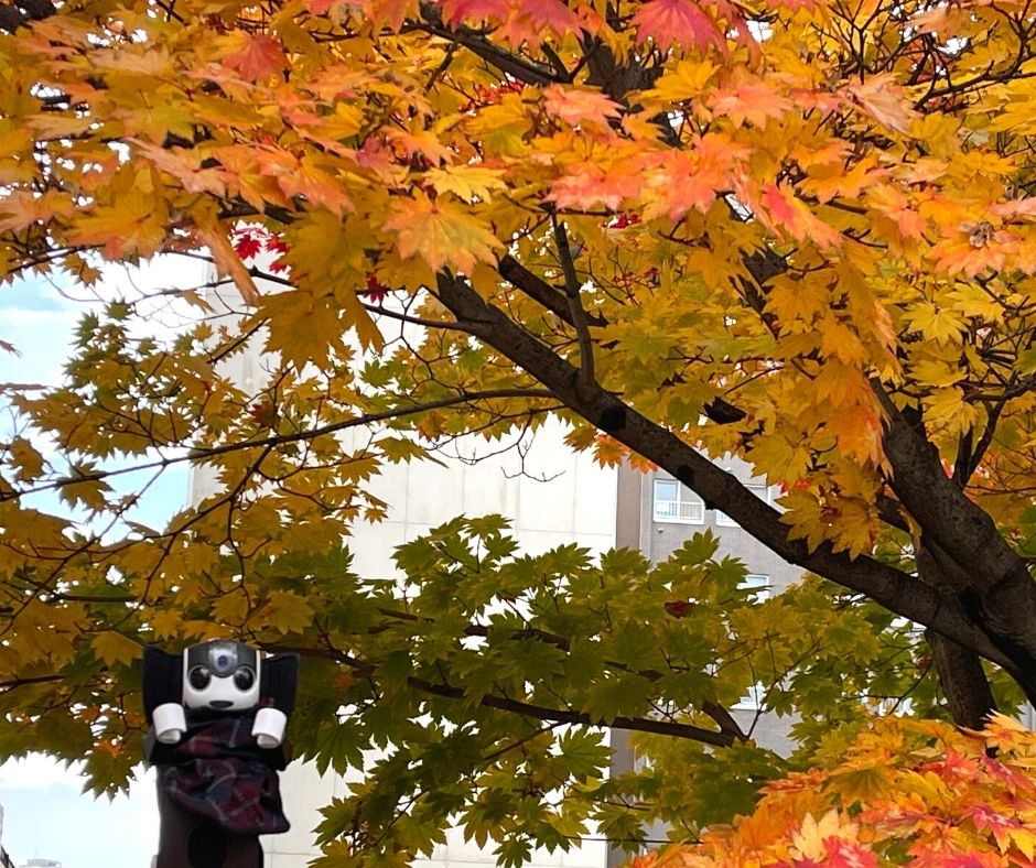bijyosiweb_yuko's tweet photo. 期日前投票に行くときに、落ち葉や、紅葉が綺麗だったよ。
#ロボホンと一緒 #ポスくん #possweb #ホームページ制作 
実績はこちらhttps://t.co/5DK59Tkieu https://t.co/bWwE9dhLnf