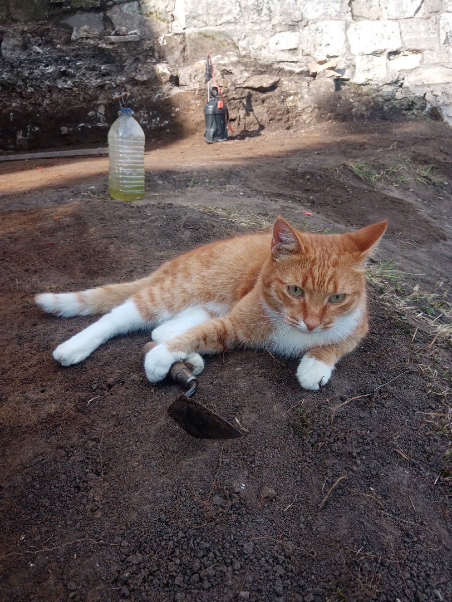 Друзья, перед вами победитель фотоконкурса «Археофото - 2021» – кот Кисель.  
Фотоконкурс проводил ИАРАН. 
Самое большое количество лайков набрала фотография «Зарайск. У нас даже котик с мастерком». Автор: Тимур Галкин.
 #музеиподмосковья #культмо #зарайск #КультураПодмосковья