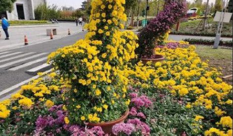 #发现南昌遇见南昌 【#南昌菊花展 11月6日开幕 可免门票参观】南昌市第33届菊花展将于11月6日在马兰花海公园正式开幕，展期持续至12月5日。期间，将有百万株名品菊花将惊艳亮相。相较往届而言，本届菊花展有了更多创新，比如举办首届“云上”菊花展。据了解，今年菊花展不收门票，在园人数控制在4000人