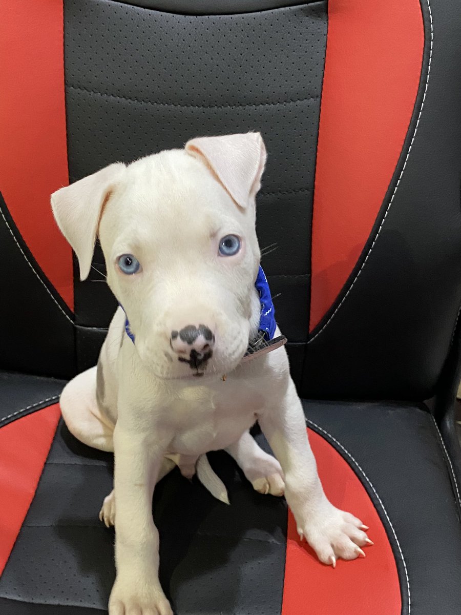 yeisson_rdz's tweet photo. Les presento a Loki, mi perrito♥️ https://t.co/9NJxabvJDS