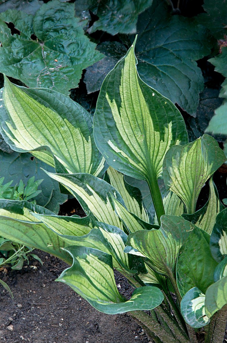 'Whirlwind' Hosta

Hosta 'Whirlwind' bears upright leaves that start out creamy white edged in green but become all green as the summer passes. It grows 5 inches tall and 40 inches wide. Zones 3-9