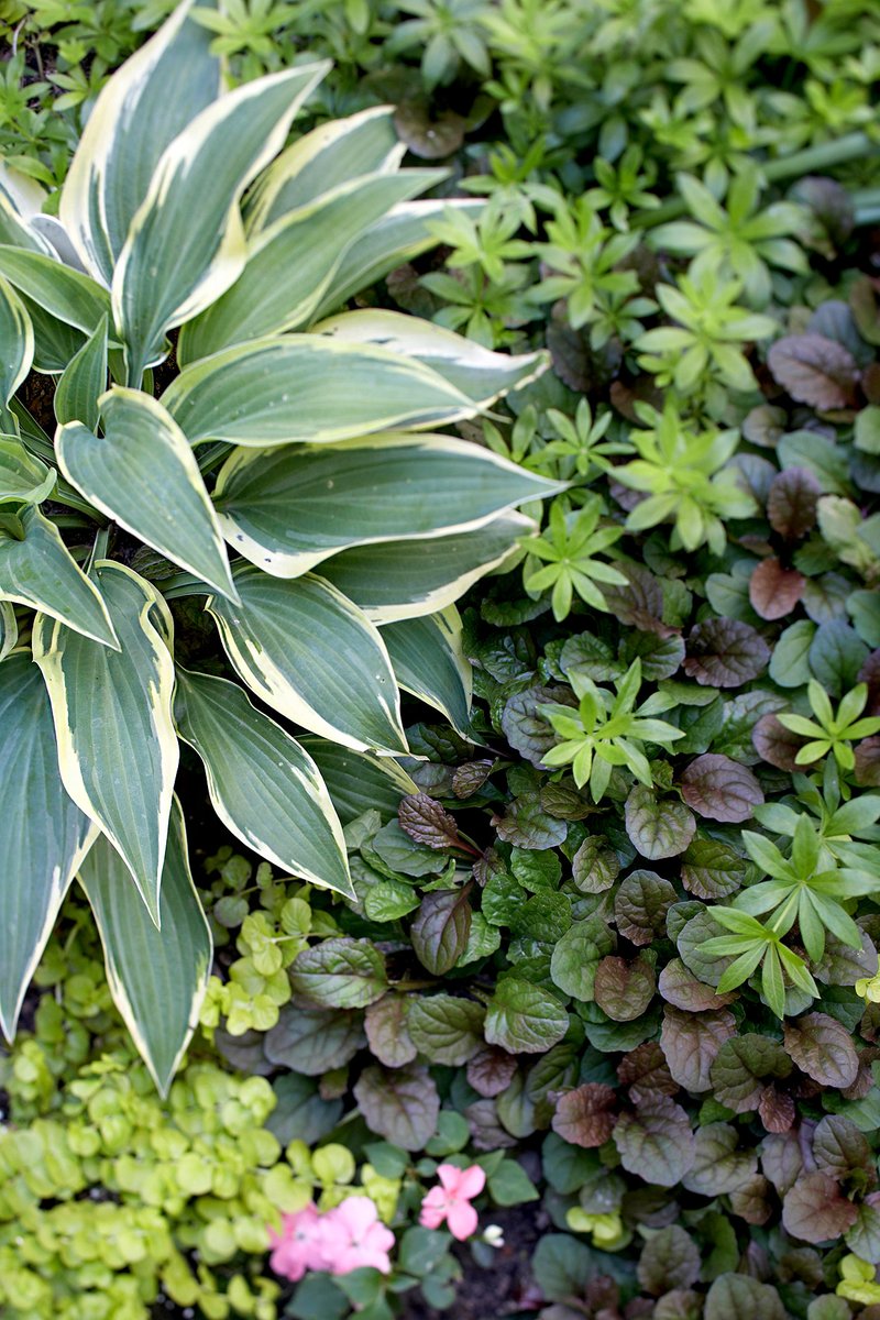 'Wolverine' Hosta

Hosta 'Wolverine' bears long, narrow blue-green leaves edged crisply in gold. It grows 15 inches tall and 40 inches wide. Zones 3-9