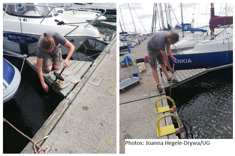 The findings of a new research article produced in #BalticComplete by <a href="/OkkoOutinen/">Okko Outinen</a> and colleagues indicate that marinas can occur as significant hot spots for the establishment of non-indigenous fouling assemblages.

#alienspecies

Read the full paper:
tandfonline.com/doi/full/10.10…