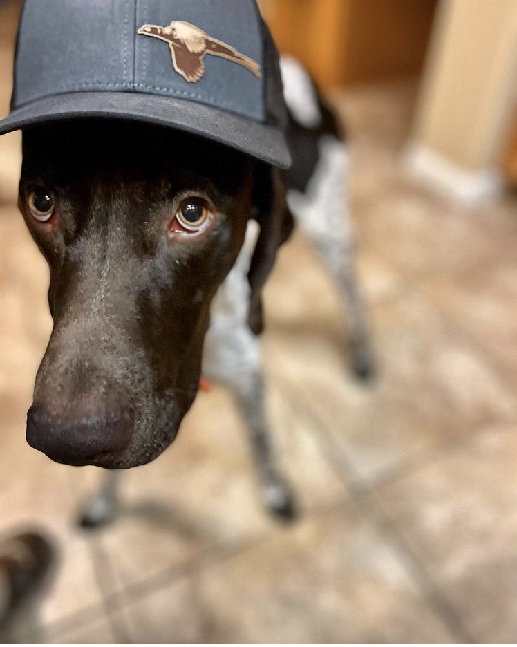 burnt_co's tweet photo. I bet Chief is thinking about birds…
📸 @cheyannehunts
—
#burntco #upland #uplandhunting #gsp #germanshorthairedpointer #pointer #huntingdog #pheasant #pheasanthunting #pheasantsforever #birddog #gundog #dogswhohunt #birdhunting #pointingdog https://t.co/nqj7BazeJN