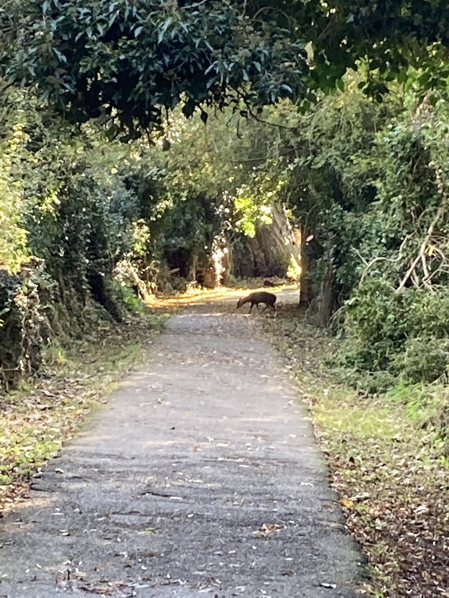 gayna hoggett tweet media