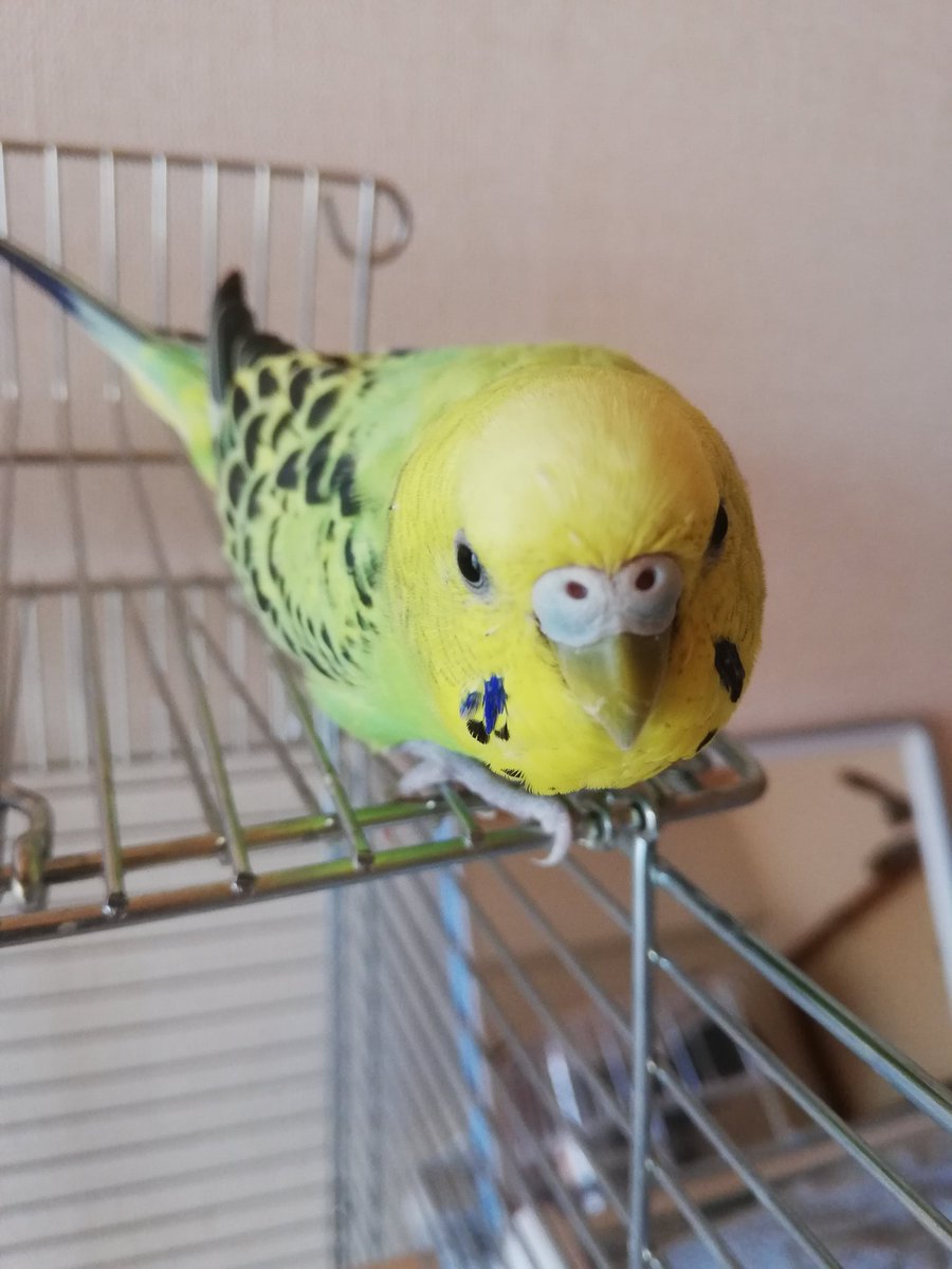 なちのなつ
#セキセイインコのなち