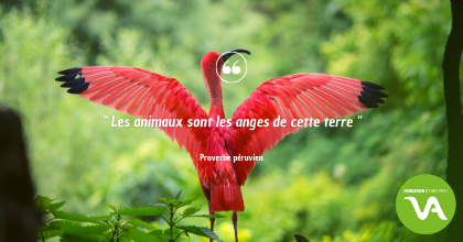 🦚 { L'inspi du jour }🦚

#Inspiration #Motivation #Environnement #Ecologie #FondationVALGO