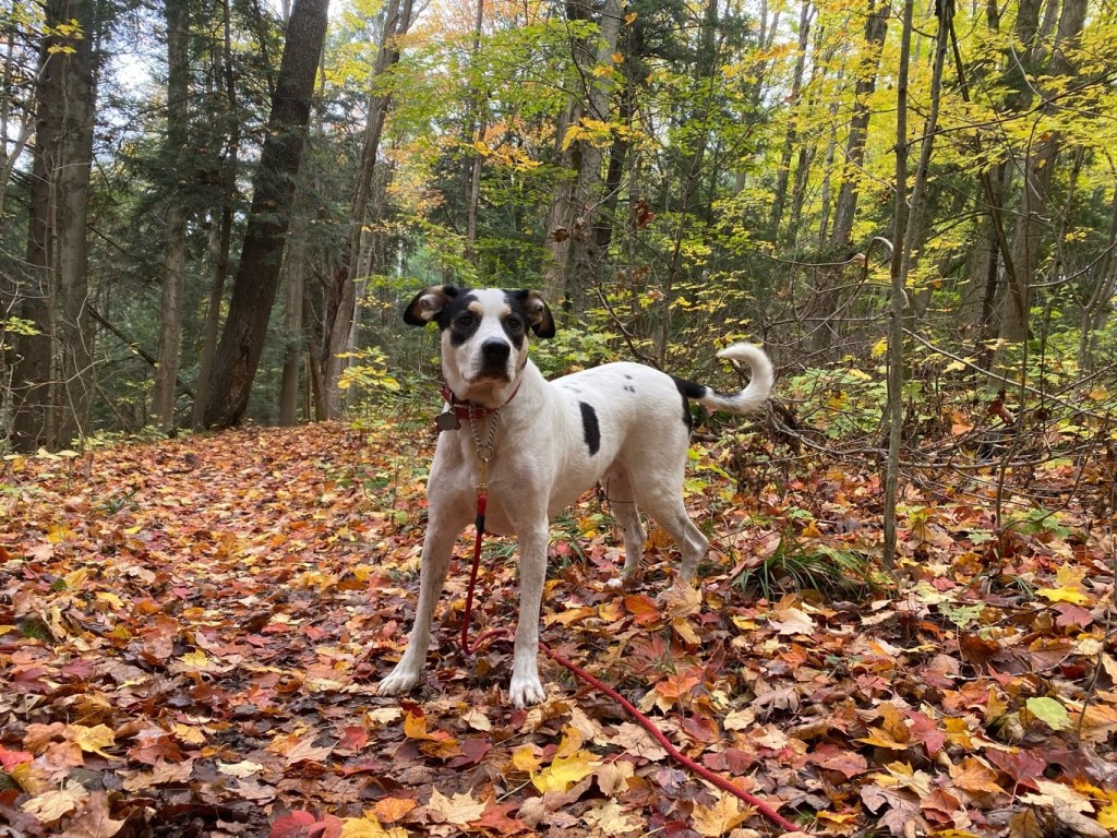 Complete K9 Inc. tweet media