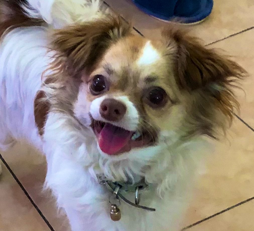 katya_kokuko's tweet photo. @maobabie @bvrbled my dog has the same smile :) https://t.co/xTxlxslHee